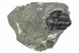 Curled Gerastos Trilobite Fossil - Morocco #277640-3